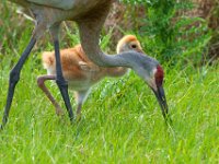 A1B9111c  Sandhill Crane (Grus canadensis) - adult with 2.5 week-old chick